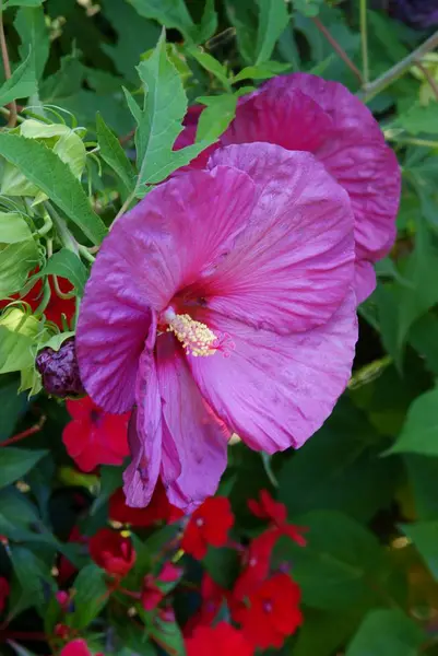 Purple Flower Hibiscus Plant Close Uup — ストック写真