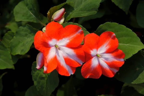 Flores Vermelhas Brancas Planta Impatiens Hawkeri Jardim — Fotografia de Stock