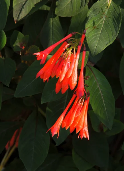 Czerwone Kwiaty Fucchsia Triphylla Roślina Bliska — Zdjęcie stockowe
