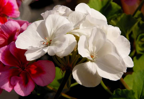 Flores Blancas Geranio Planta Maceta Cerca — Foto de Stock