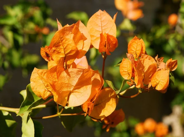 Pomarańczowe Kwiaty Tropikalnej Rośliny Wspinaczkowej Bougainvillea Glabra — Zdjęcie stockowe