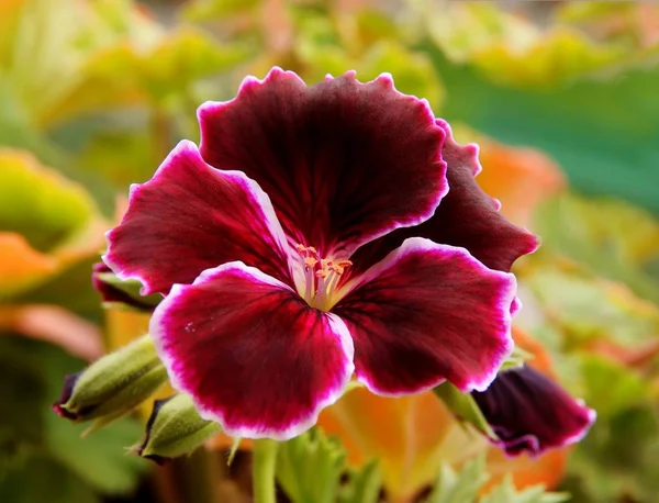 Szép Lila Vörös Virágok Muskátli Cserepes Növény — Stock Fotó