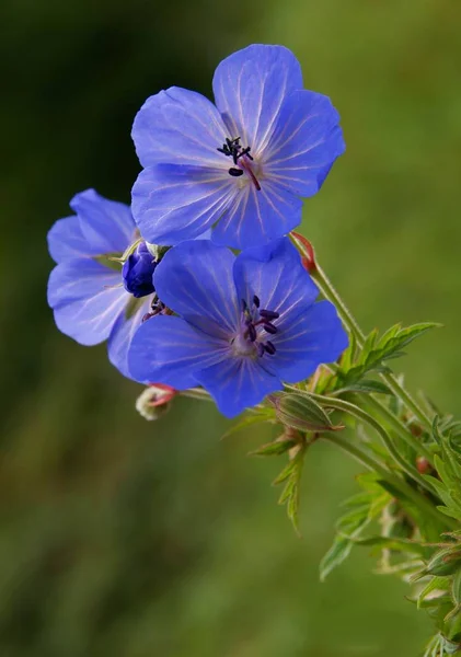 Blå Blommor Vilda Geranium Växt Närbild — Stockfoto