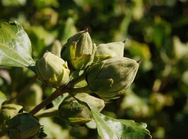 Frutti Cespuglio Ibisco Autunno Vicino — Foto Stock