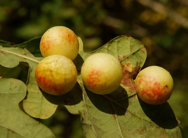 Galas Bulbes Parasites Sur Feuille Chêne — Photo