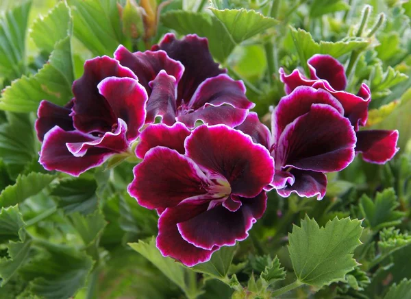 Bonitas Flores Moradas Rojas Geranio Planta Maceta — Foto de Stock