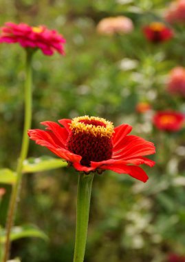 Bahçedeki çinnianın kırmızı çiçeği