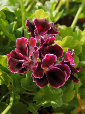 Sardunya saksı bitkisinin güzel kırmızı ve mor çiçekleri,