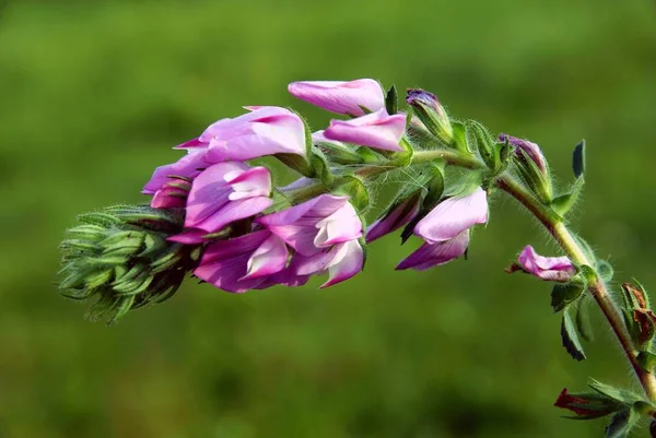 Sainfoin Onobrychis Viciifolia Çayırdaki Yabani Bitki — Stok fotoğraf