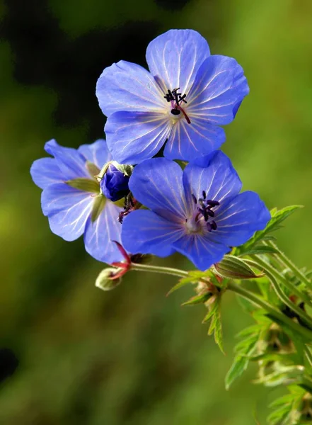 Fleurs Bleues Géranium Sauvage Gros Plan — Photo