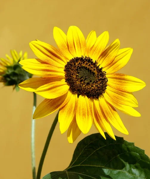 Gele Mooie Bloem Van Zonnebloem Plant — Stockfoto