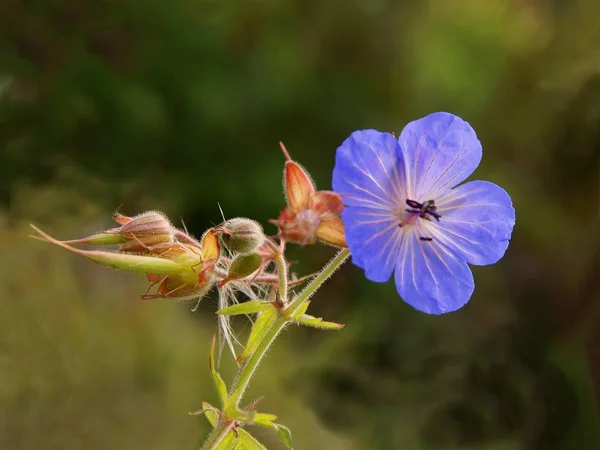 牧草地に咲くゼラニウムの青い花が — ストック写真