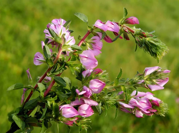 Sainfoin Onobrychis Viciifolia Pianta Con Fiori Rosa — Foto Stock
