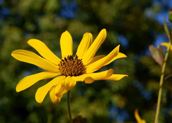 Flores Amarillas Heliopsis Scabra Planta Silvestre — Foto de Stock