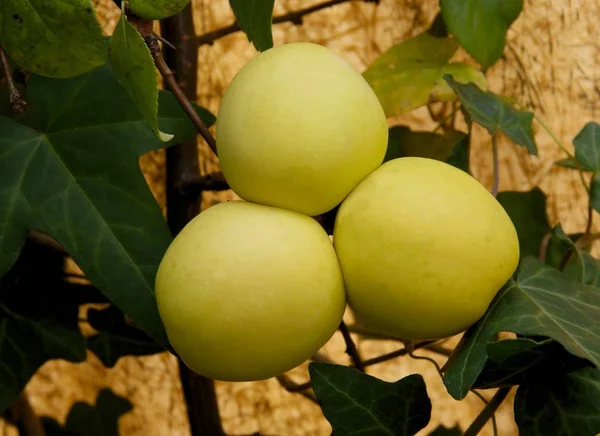 Спелые Желтые Плоды Chaenomeles Японский Куст Близко — стоковое фото