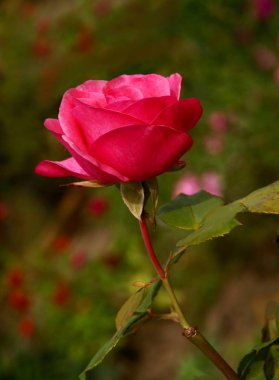 Güzel kırmızı gül çiçeği, yakından.