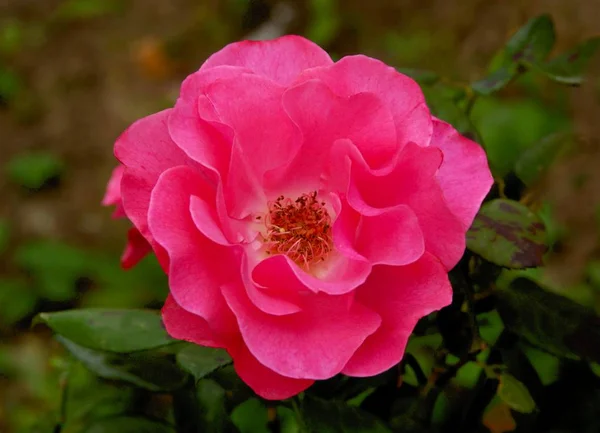 Красивый Цветок Красной Розы Крупным Планом — стоковое фото