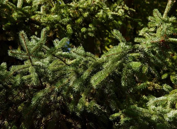 Granträd Barrträd Nära Håll — Stockfoto