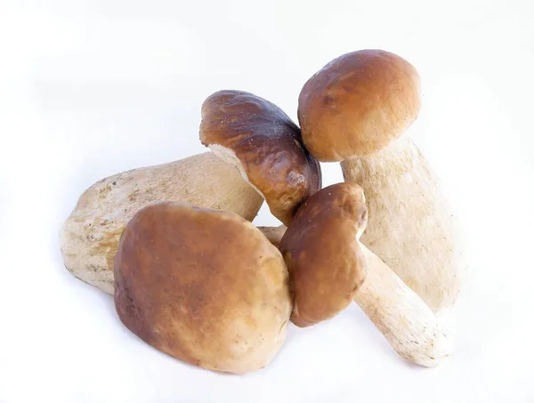 Edible Mushrooms Cepe Forest — ストック写真