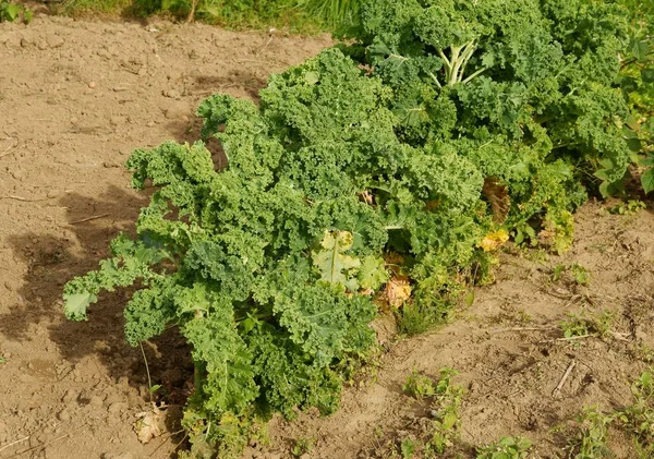 Green Kale Vegetable Garden — ストック写真