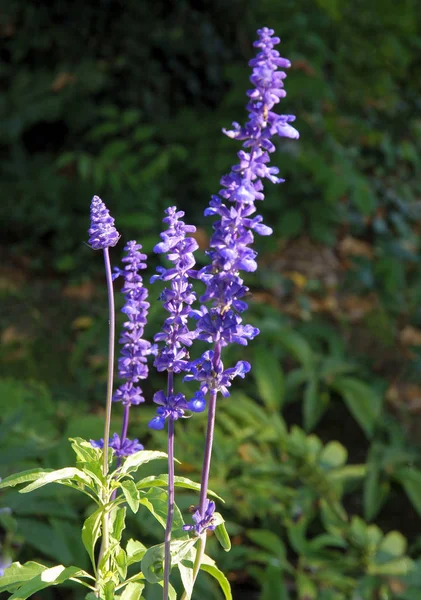 Lila Květiny Salvia Bylina Zblízka — Stock fotografie