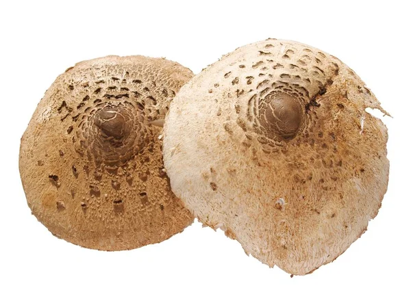 Tasty Edible Mushroom Macrolepiota Procera Close — 스톡 사진