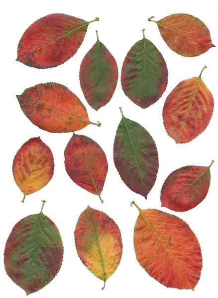 Hojas Multicolores Del Arbusto Aronia Otoño — Foto de Stock