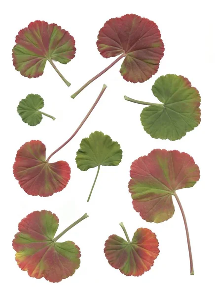 Feuilles Vertes Rouges Plantes Pot Géranium Isolées Près — Photo