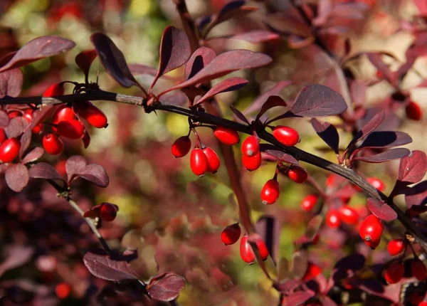 Bagas Vermelhas Berberis Arbusto Outono — Fotografia de Stock