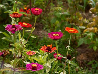 Bahçedeki kırmızı çiçekli zinya bitkileri