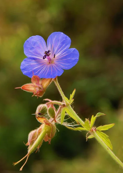 Flor Azul Planta Geranio Silvestre Verano — Foto de Stock