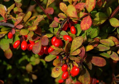 Sonbaharda Berberilerin kırmızı böğürtlenleri