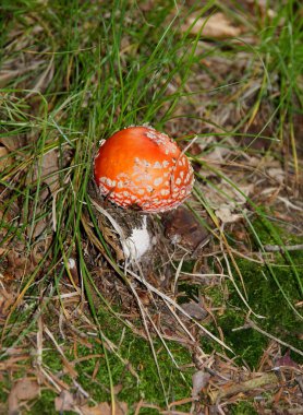 Ormandaki kırmızı zehirli mantar mantarı.