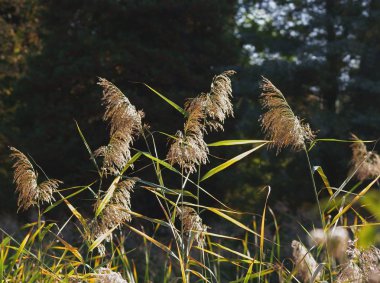 Phragmites komünist bitkileri yazın çiçek açar.