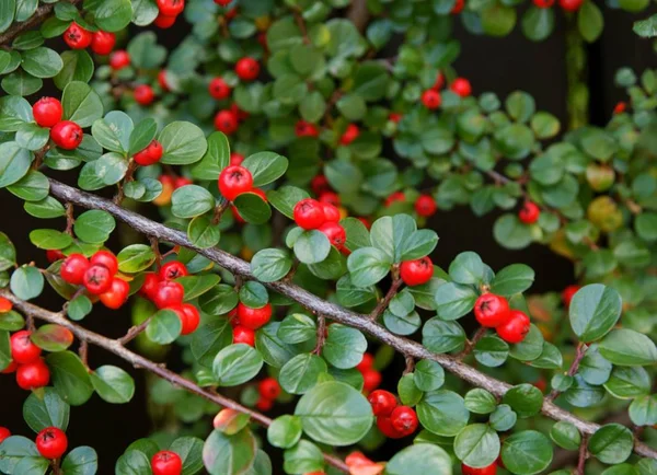 Cotoneaster Horizontalis Buske Med Röda Bär — Stockfoto