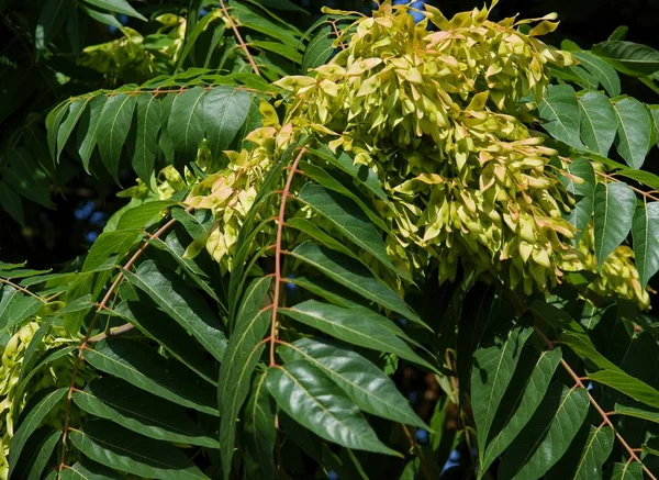 Seeds Acer Tree Fraxinus Excelsior Autumn — Stock Photo, Image