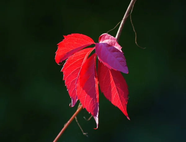 Red Leaf Wild Vine Climbing Plant Close — Stock Photo, Image