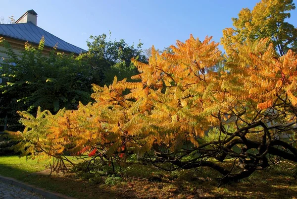 Sumakowe Drzewo Złotymi Liśćmi Jesienią — Zdjęcie stockowe