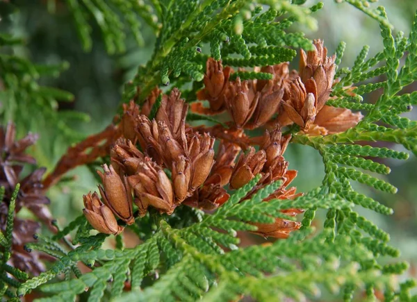 Thuja Träd Med Frön Och Frukter — Stockfoto