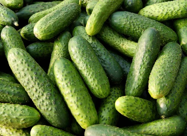 Finom Saláta Zöld Uborka — Stock Fotó