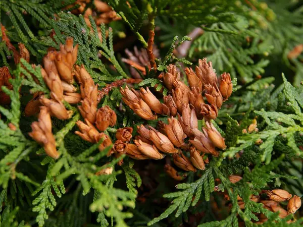 Brown Seeds Thuja Coniferous Tree Close — 스톡 사진