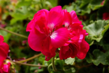 sardunya saksı bitkisinin mor çiçeği.