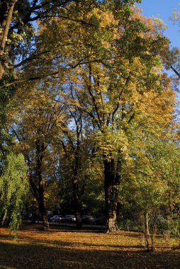 Sonbahar mevsiminde parkın manzarası