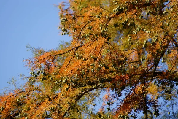 Cyprès Chauve Avec Cônes Verts Automne — Photo