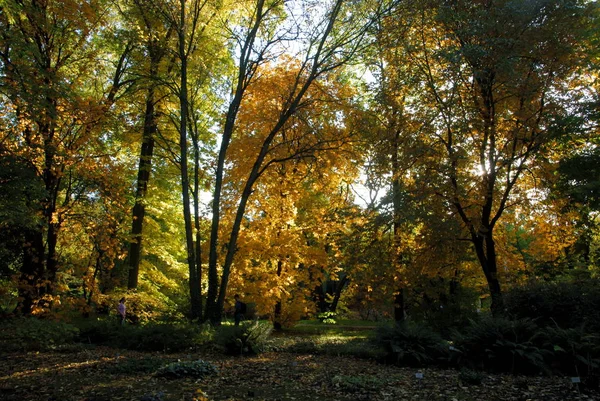 Ландшафт Парка Осенний Сезон — стоковое фото