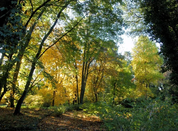 Paysage Flore Dans Parc Automne — Photo