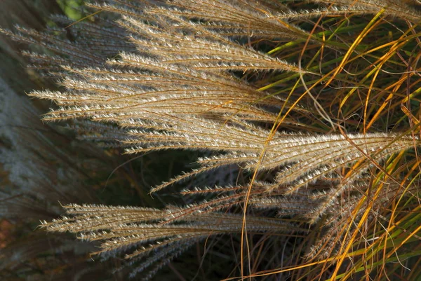 Dry Seeds Spikes Ornamental Grass — 图库照片