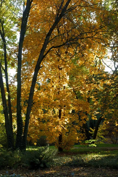 Живописный Пейзаж Парка Осенью — стоковое фото