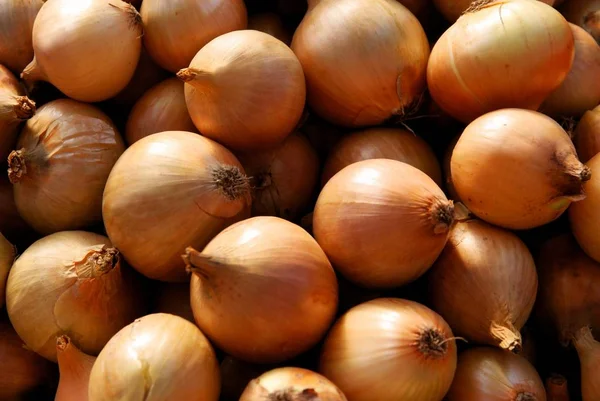 Braune Zwiebeln Rohes Zwiebelgemüse — Stockfoto