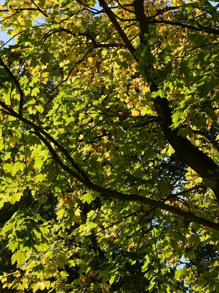 Paisagem Pitoresca Parque Outono — Fotografia de Stock